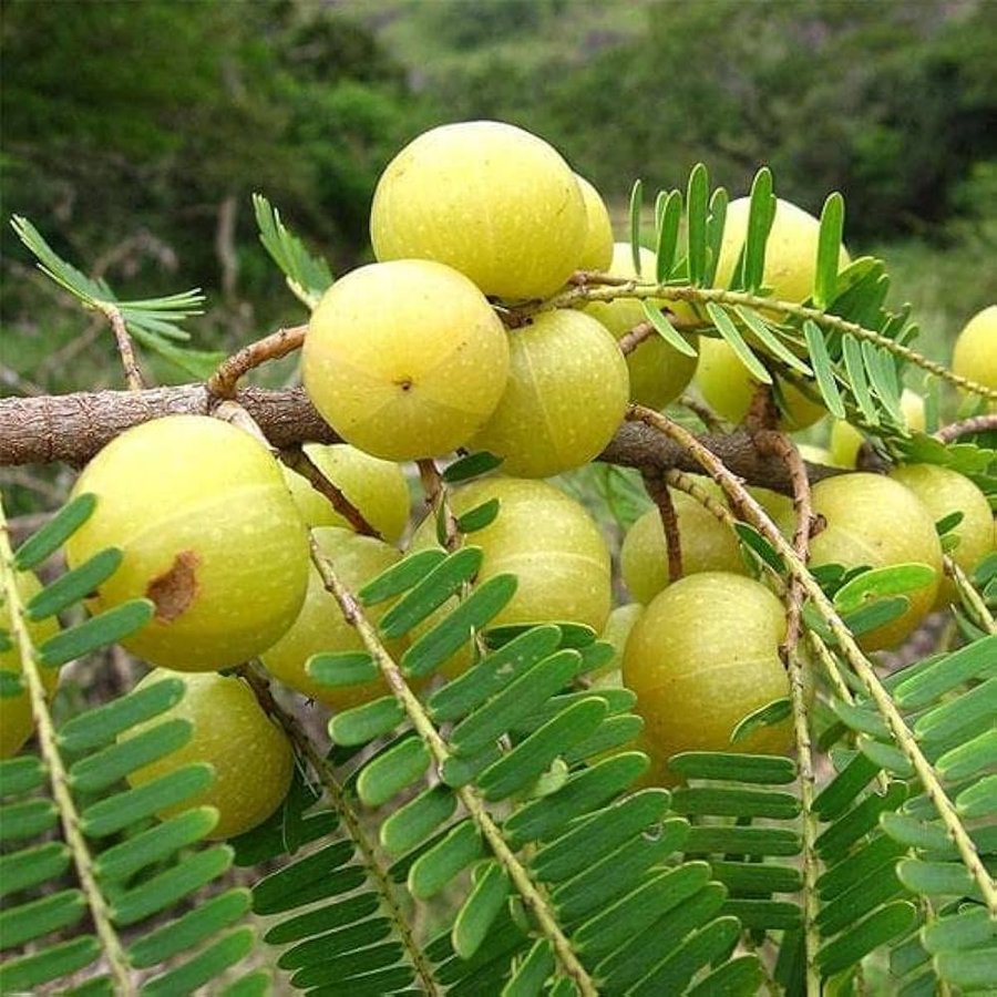 Amla – Indian gooseberry