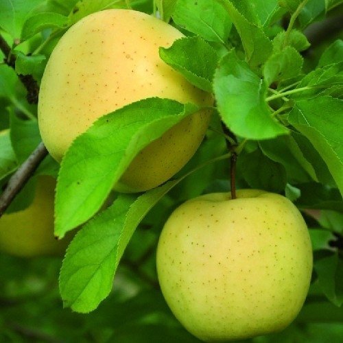 Apple – Siya