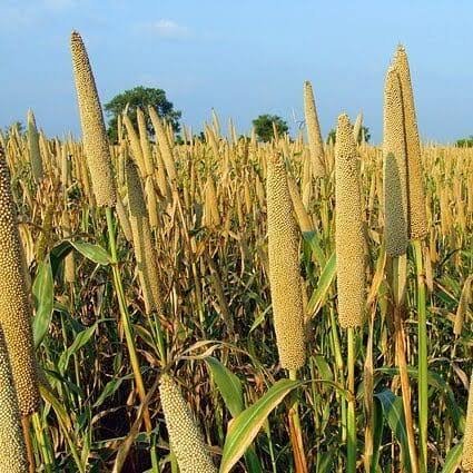 Bajra (Pearl millet)