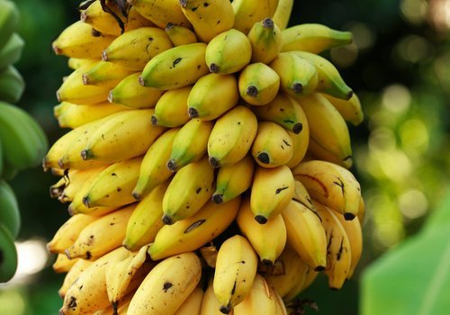 Banana – Elaichi / Yelakki