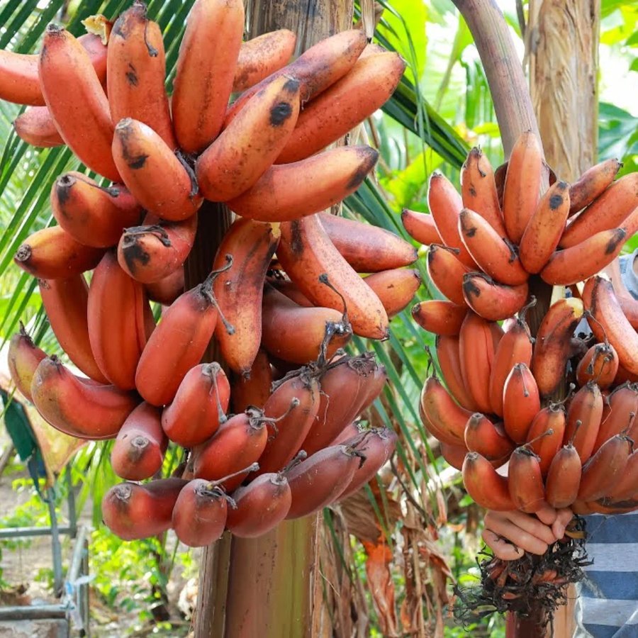 Banana – Red