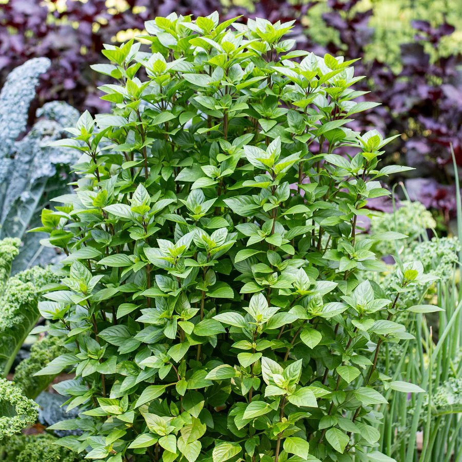 Basil