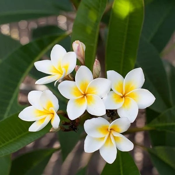 Champa
