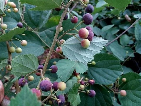 Falsa (Indian Sherbet Berry)