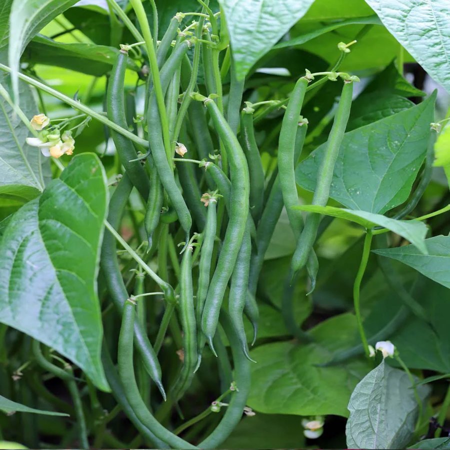 French beans (Fansi)