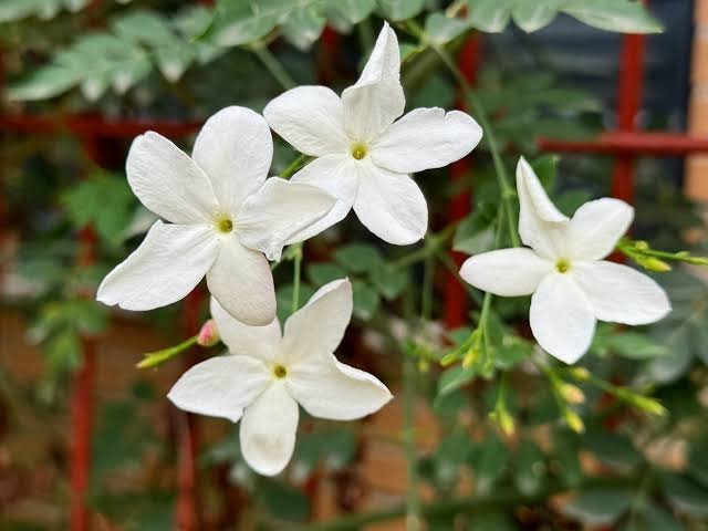 Jasmine