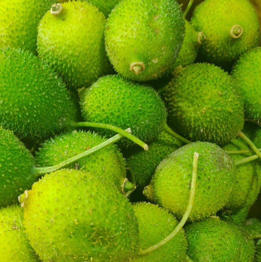 Kankoda – Spiny gourd