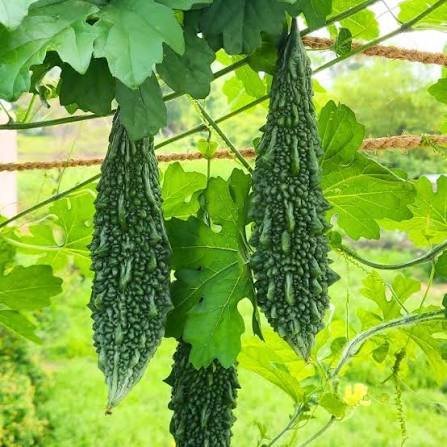 Karela – Bitter gourd