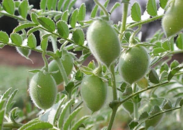Lila chana – Green chickpeas