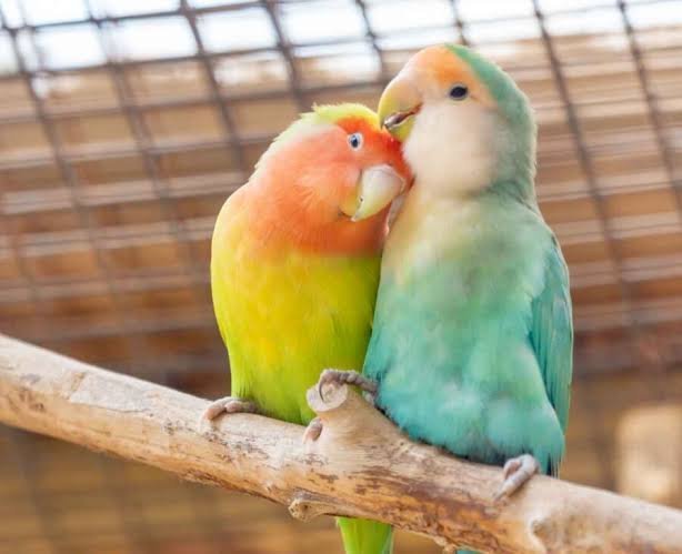 Love birds