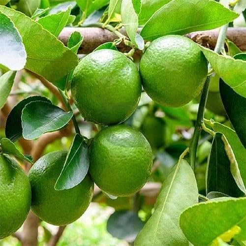 Nimbu – Fresh Lime/Lemon