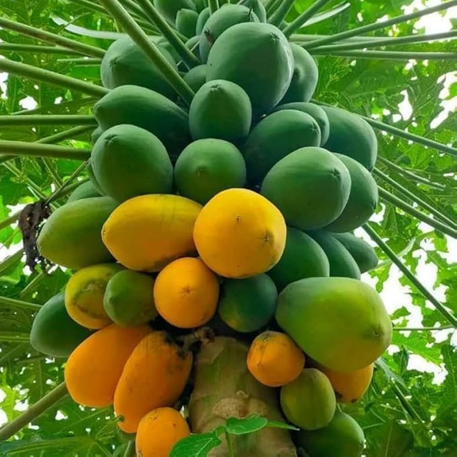 Papaya
