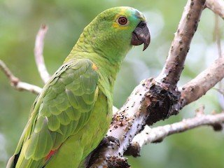 Parrot