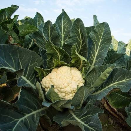 Phulgobi – Cauliflower