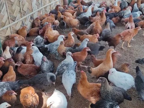 Poultry – Desi / local