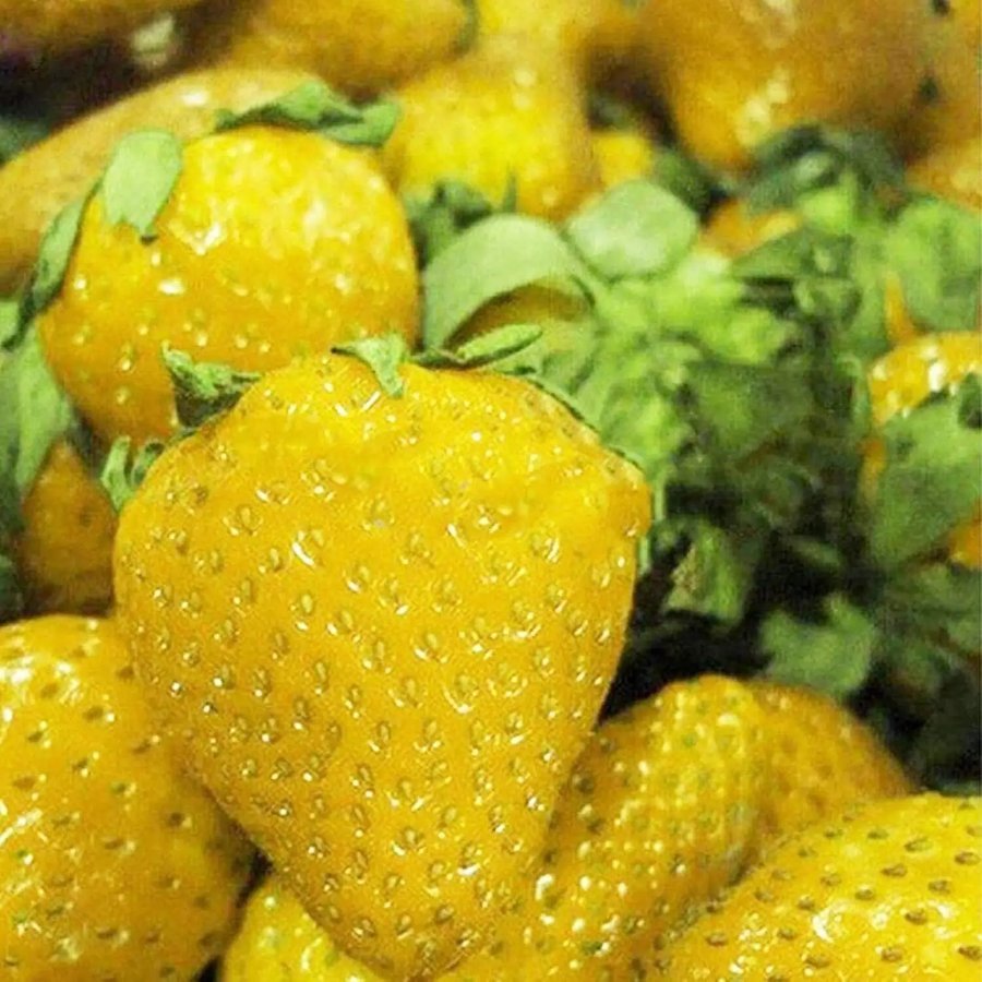 Strawberry – Yellow