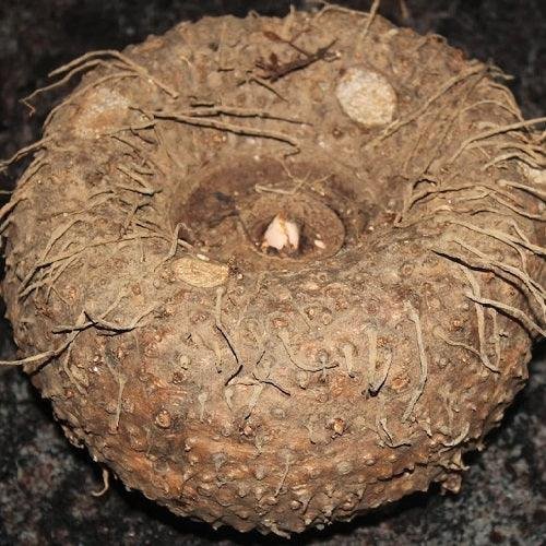 Suran – Elephant foot yam