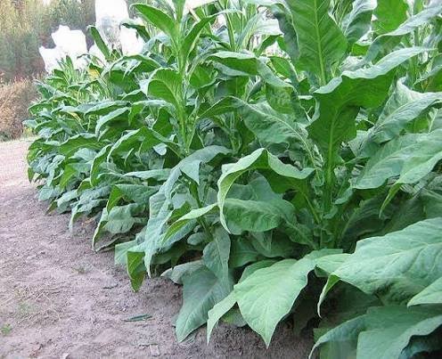 Tobacco – Jafrani