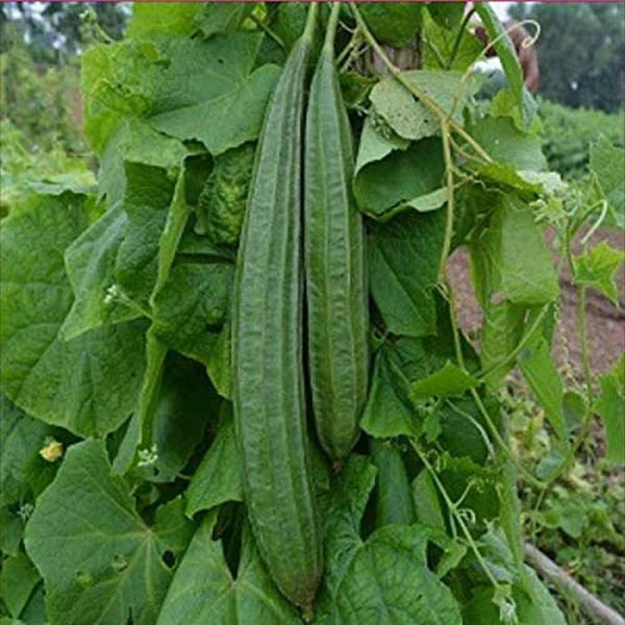 Turiya – Ridge gourd