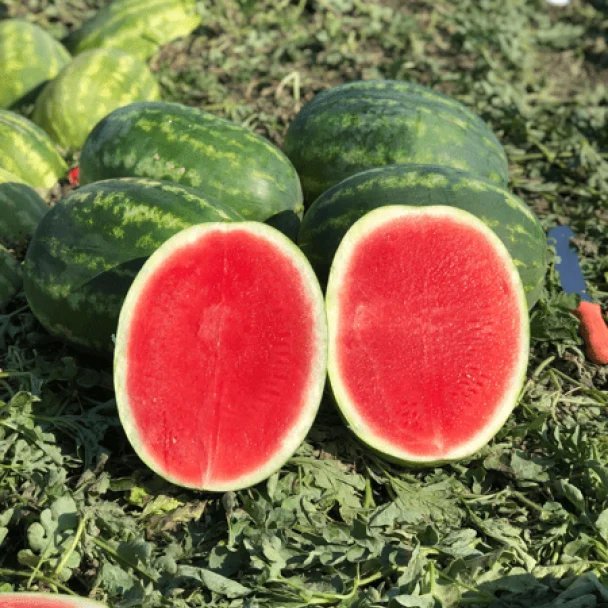 Watermelon – Red (standard)
