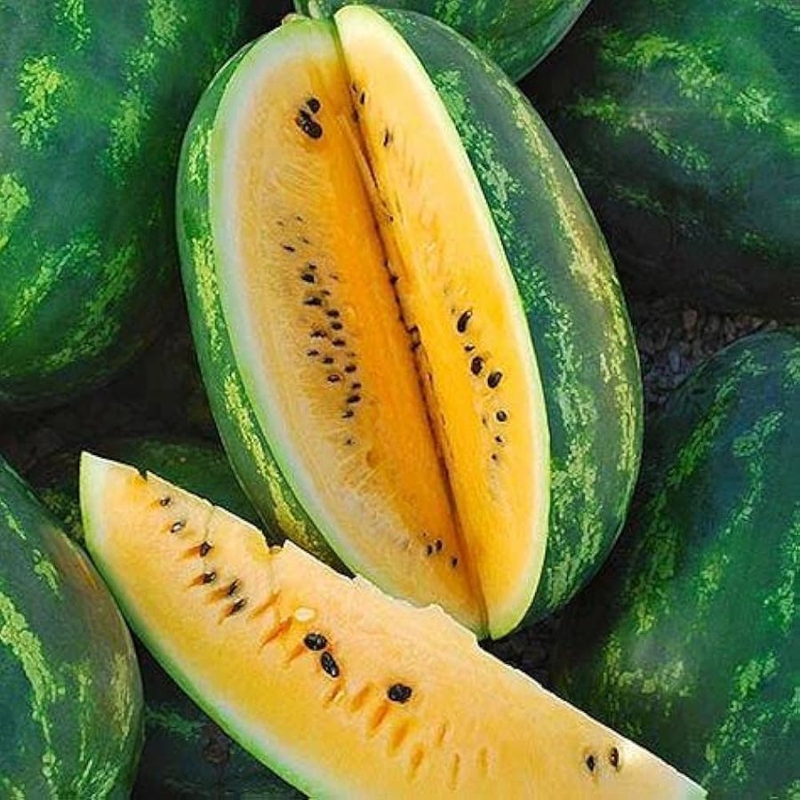 Watermelon – Yellow-fleshed