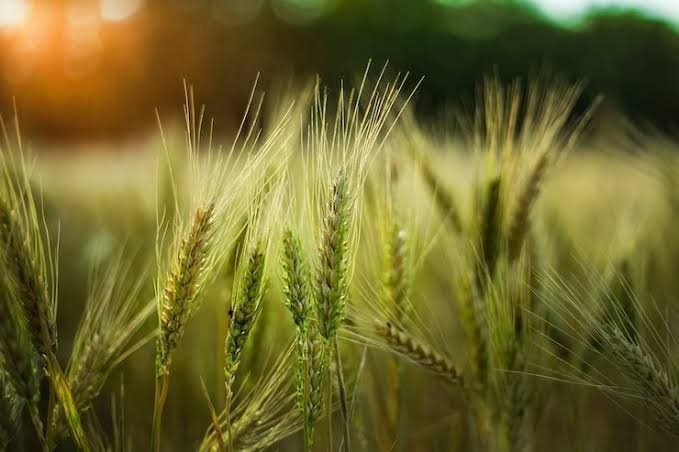 Wheat