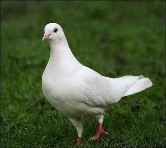 White pigeon