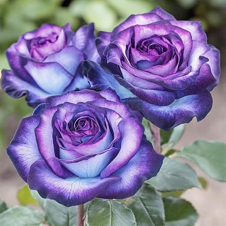 Rose – Mix colour purple