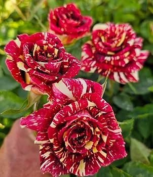 Rose – Mix colour red