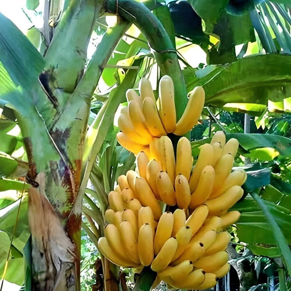 Banana – Yellow
