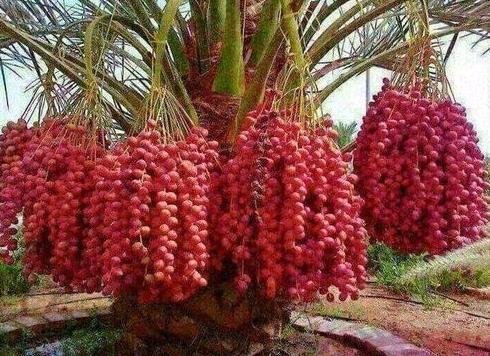 Kharek Red