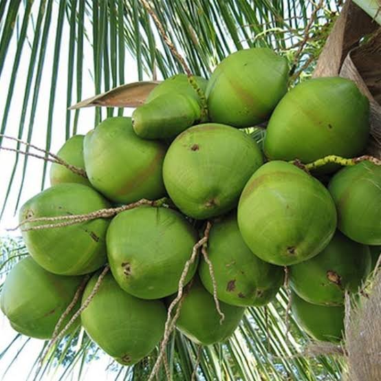 Coconut