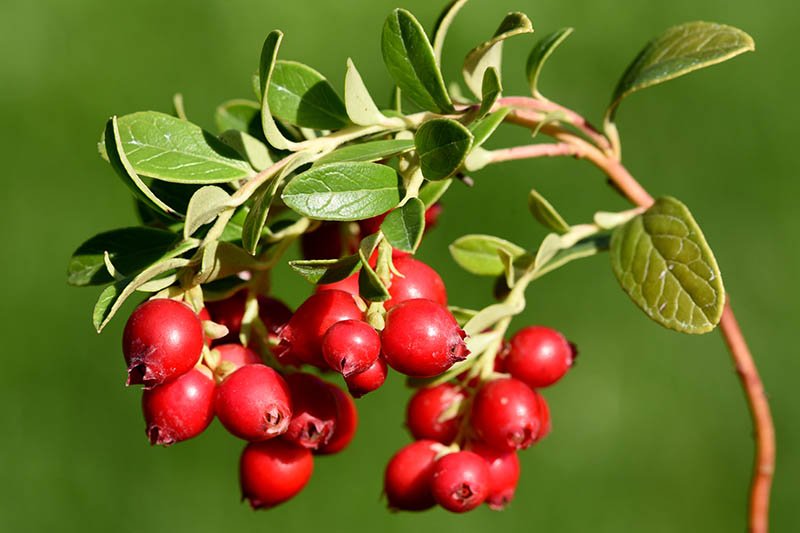 Cranberry
