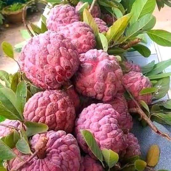 Custard Apple – Pink
