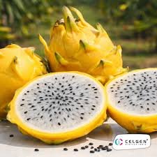 Dragon Fruit Yellow