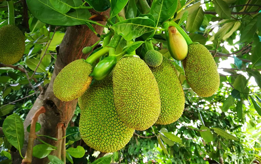 Jackfruit