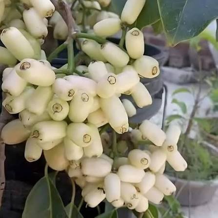 Jamun White