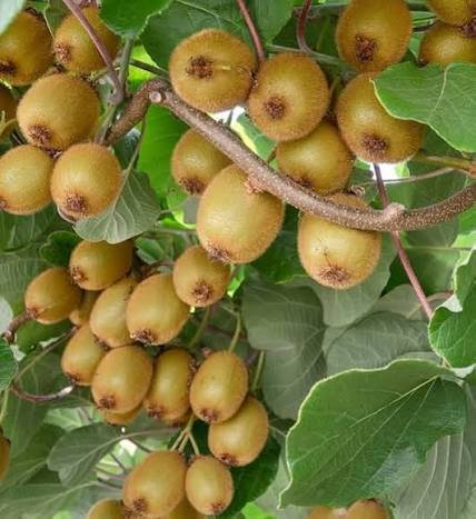 Kiwi