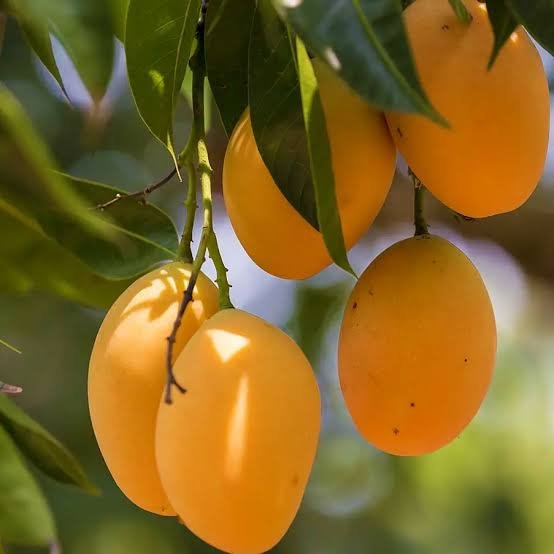Mango – Alphonso