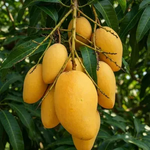 Mango – Ataulfo (Mexican)