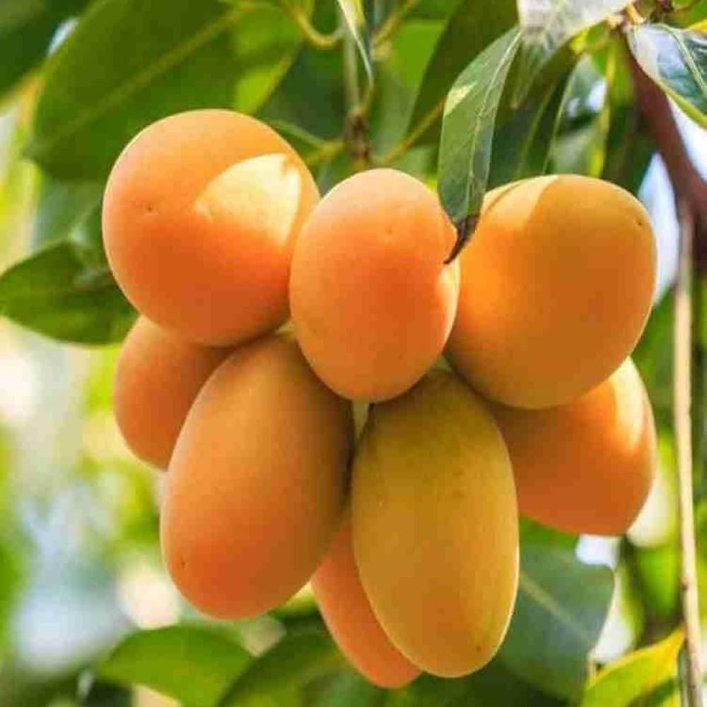 Mango – Chousa
