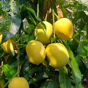 Mango – Diamond (Myanmar)