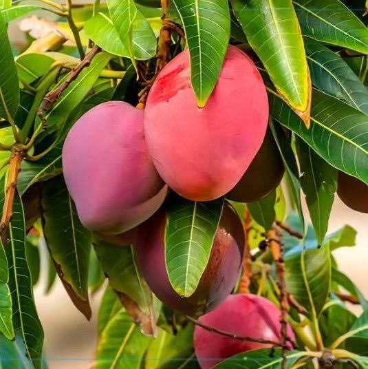 Mango – Miyazaki (Japanese)