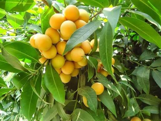 Maparang Star Fruit