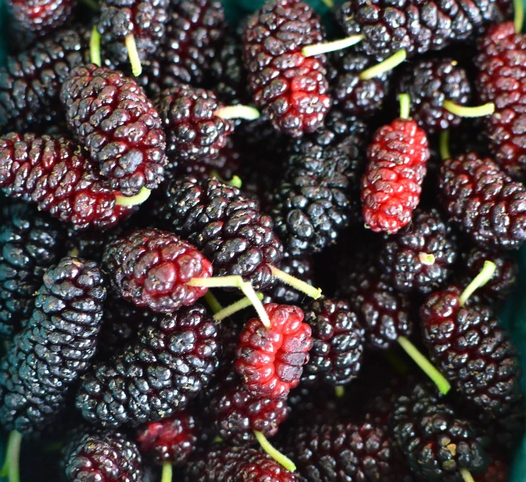 Mulberry
