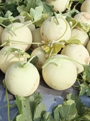 Muskmelon – White