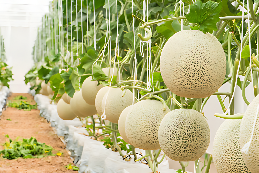 Muskmelon – Yellow