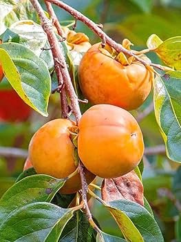 Persimmon