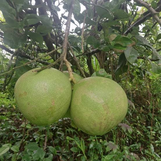 Pomelo Lemon