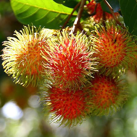 Rambutan
